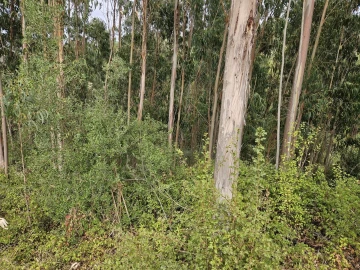 Terreno para Venda em Brasfemes