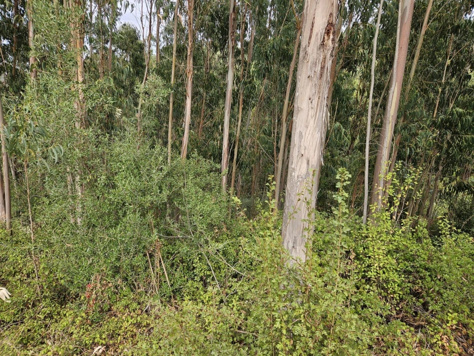 Terreno para Venda em Brasfemes Foto 20