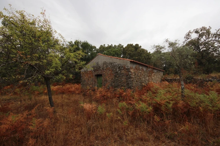 Quinta T6 para Venda em Ribeira de Nisa e Carreiras Foto 21