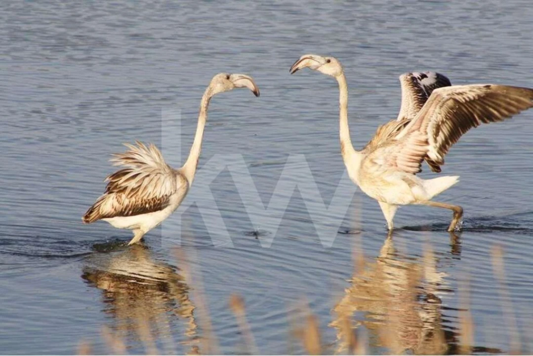 Terreno para Venda em Alcantarilha e Pêra Foto 31