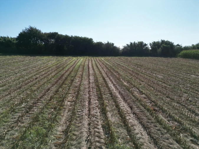 Terreno para Venda em Estela Foto 3