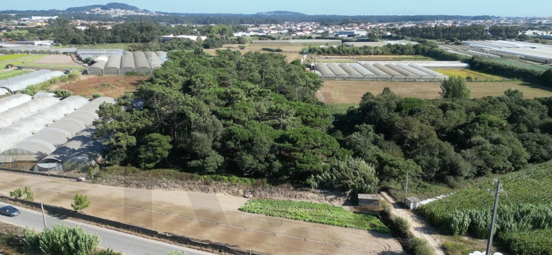 Terreno para Venda em Estela Foto 13