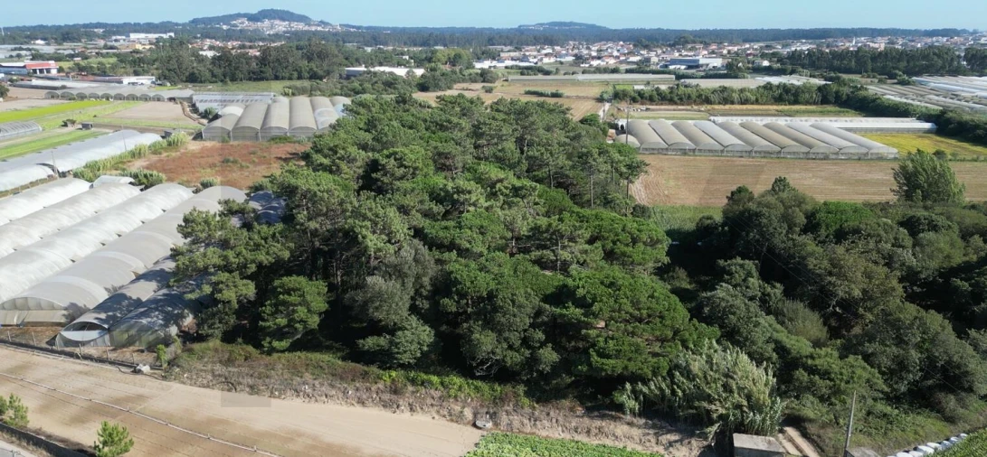 Terreno para Venda em Estela Foto 14