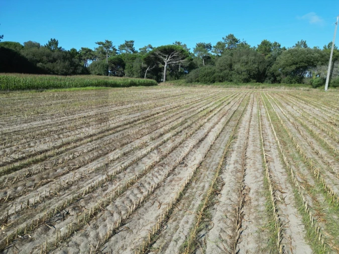 Terreno para Venda em Estela Foto 4