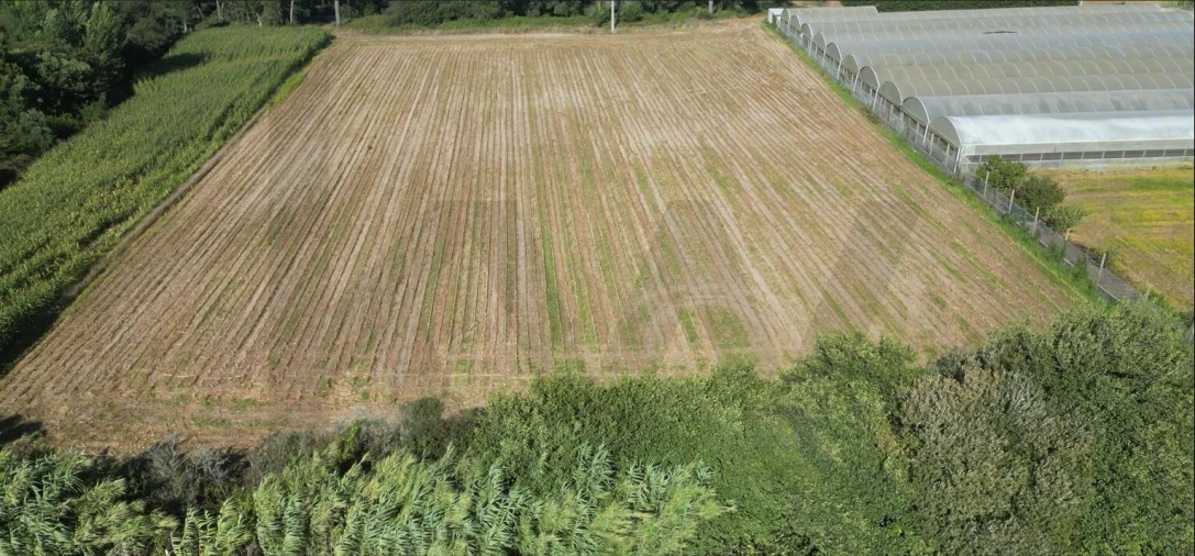 Terreno para Venda em Estela Foto 22