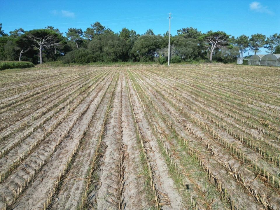 Terreno para Venda em Estela Foto 2