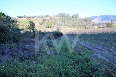 Terreno para Venda em Eiras e São Paulo de Frades