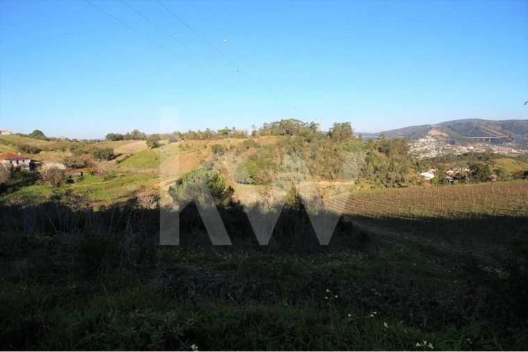 Terreno para Venda em Eiras e São Paulo de Frades Foto 3