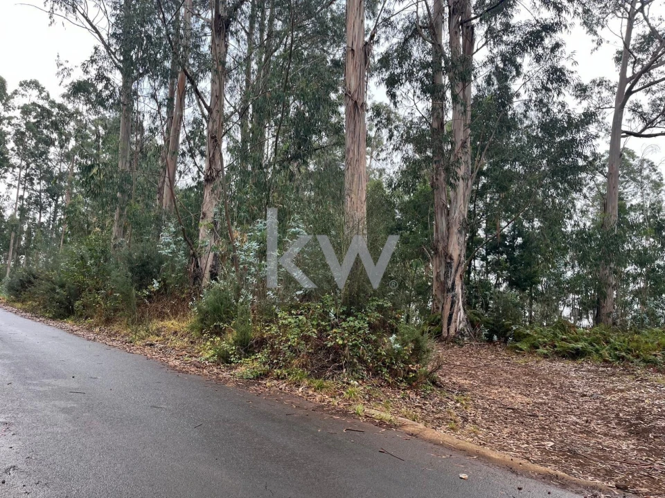 Terreno para Venda em Ponta do Sol Foto 11