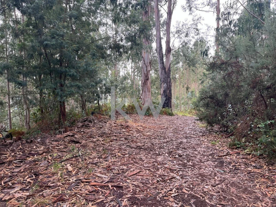 Terreno para Venda em Ponta do Sol Foto 24