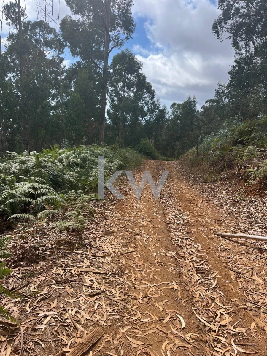 Terreno para Venda em Ponta do Sol Foto 17