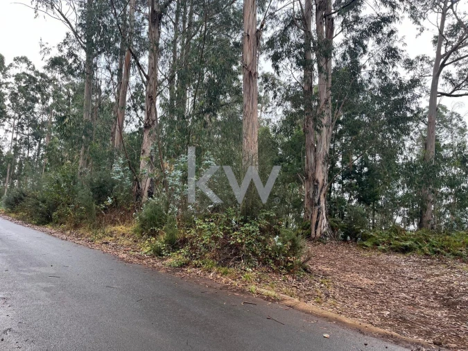 Terreno para Venda em Ponta do Sol Foto 11