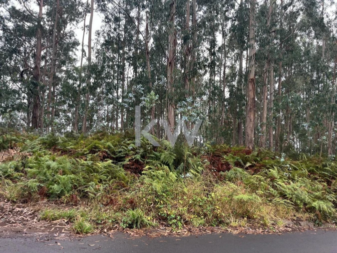 Terreno para Venda em Ponta do Sol Foto 8