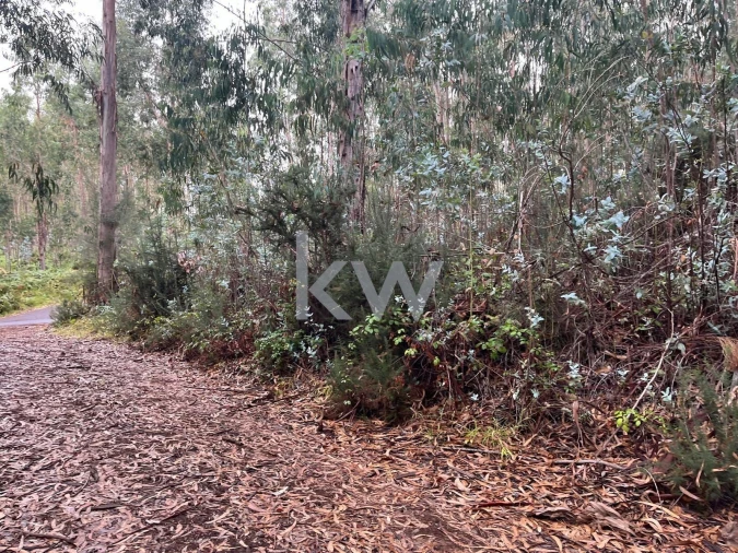 Terreno para Venda em Ponta do Sol Foto 28