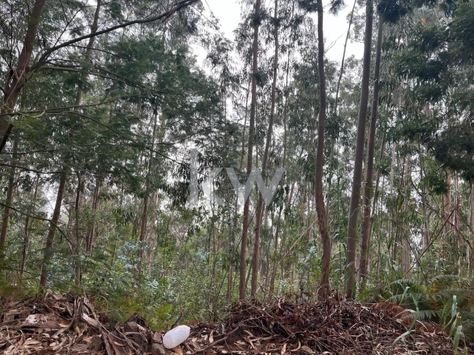 Terreno para Venda em Ponta do Sol Foto 25
