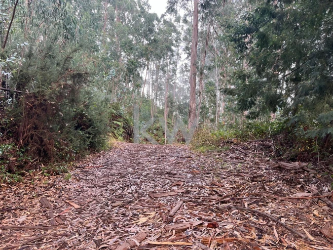 Terreno para Venda em Ponta do Sol Foto 27