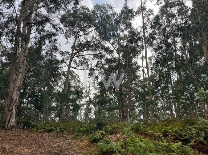 Terreno para Venda em Ponta do Sol Foto 5