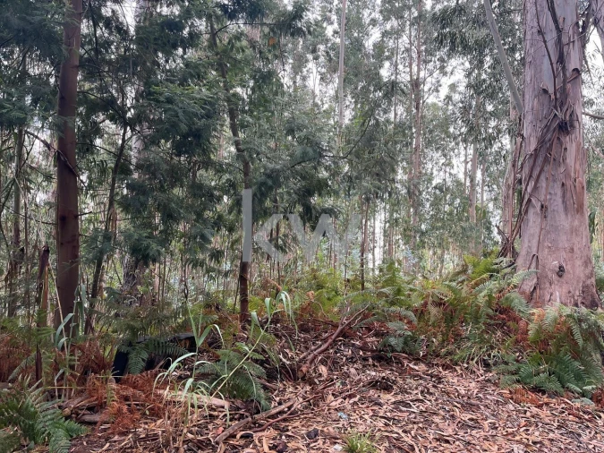 Terreno para Venda em Ponta do Sol Foto 26