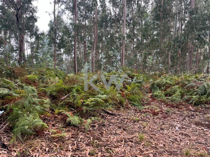 Terreno para Venda em Ponta do Sol Foto 29