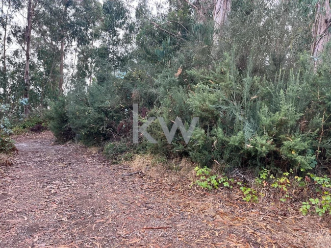 Terreno para Venda em Ponta do Sol Foto 23