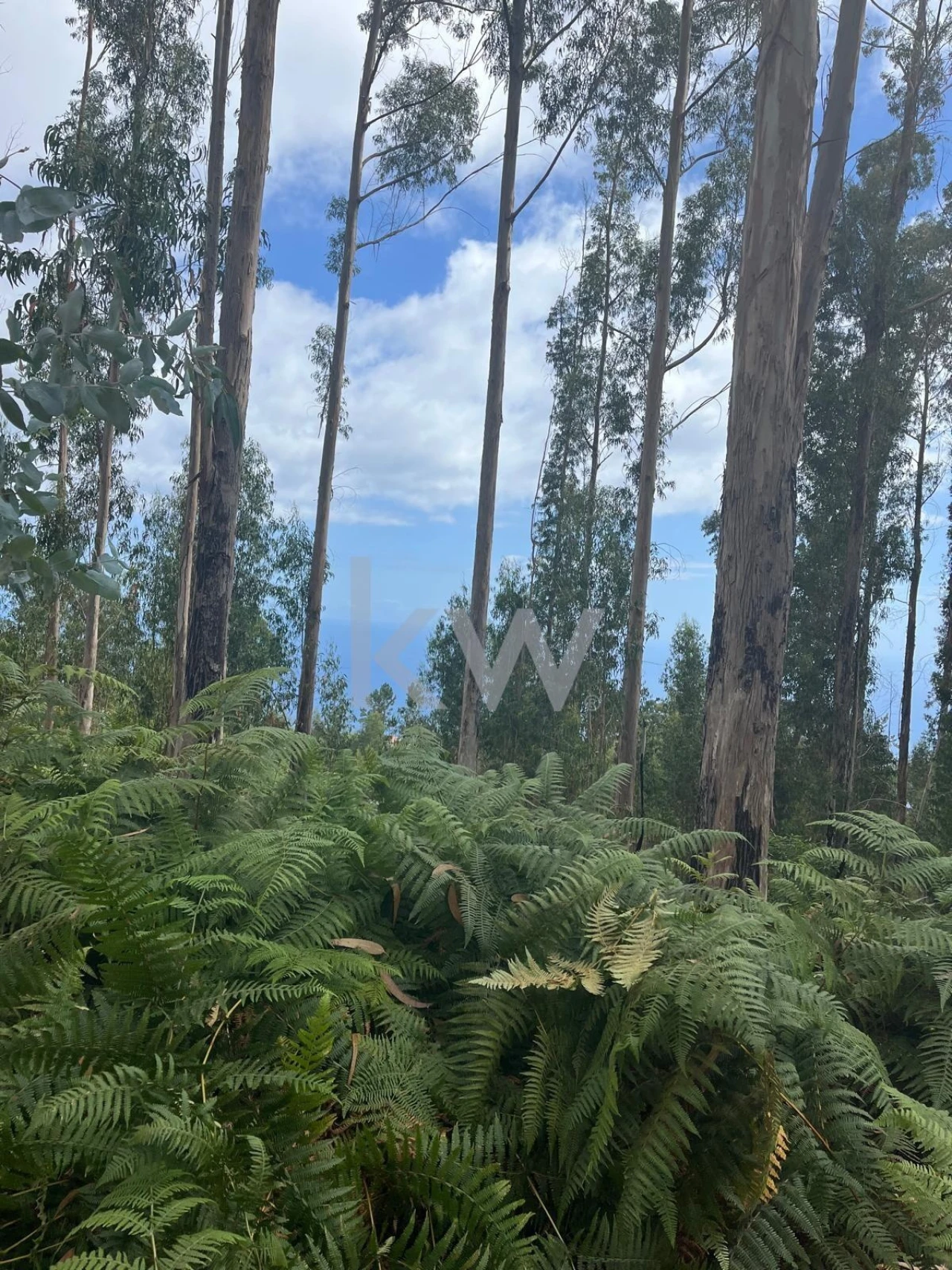 Terreno para Venda em Ponta do Sol Foto 15