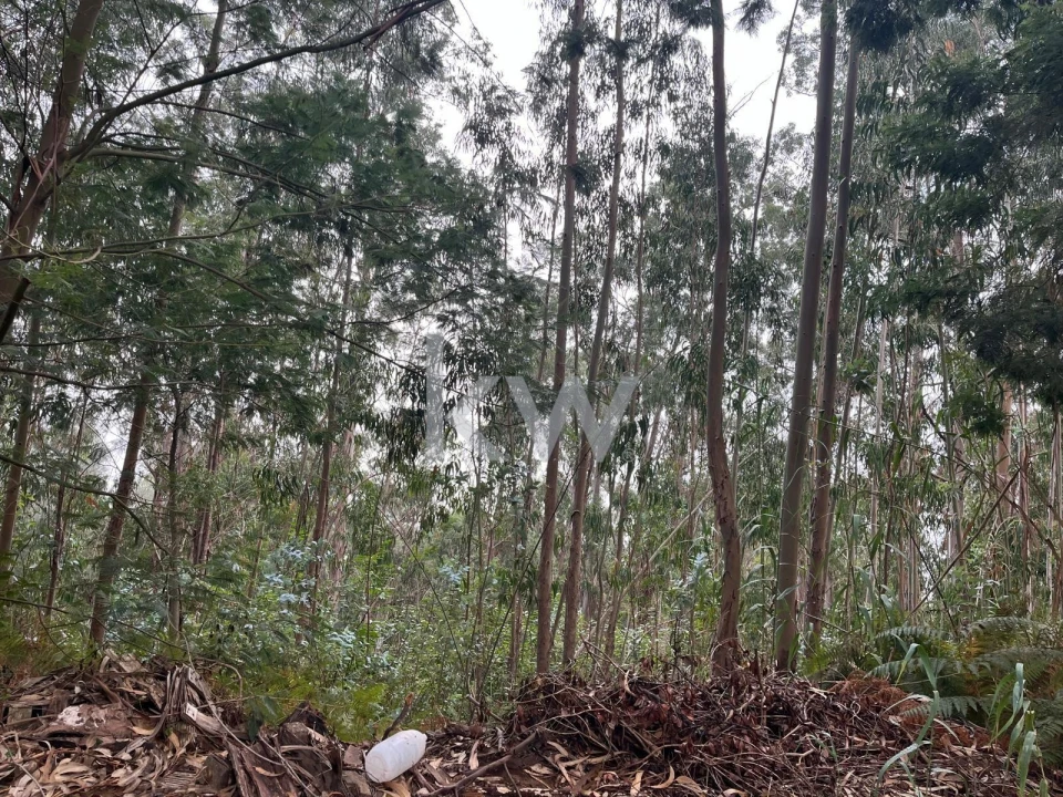 Terreno para Venda em Ponta do Sol Foto 25