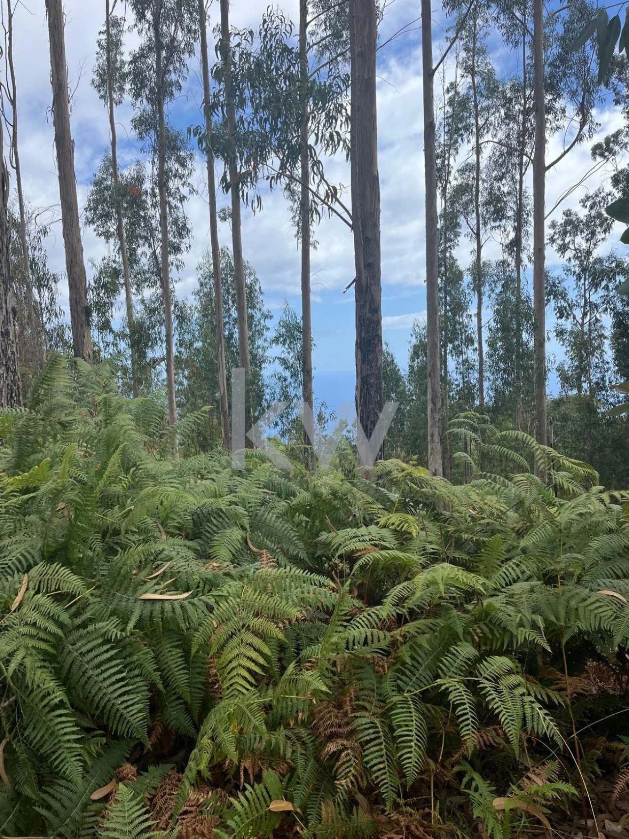 Terreno para Venda em Ponta do Sol Foto 18