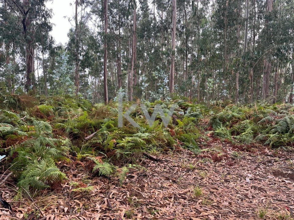 Terreno para Venda em Ponta do Sol Foto 29