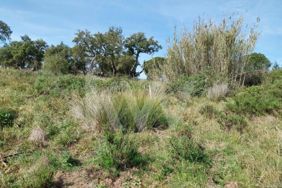Quinta T3 para Venda em Melides Foto 20