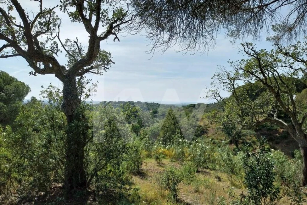 Quinta T3 para Venda em Melides Foto 23