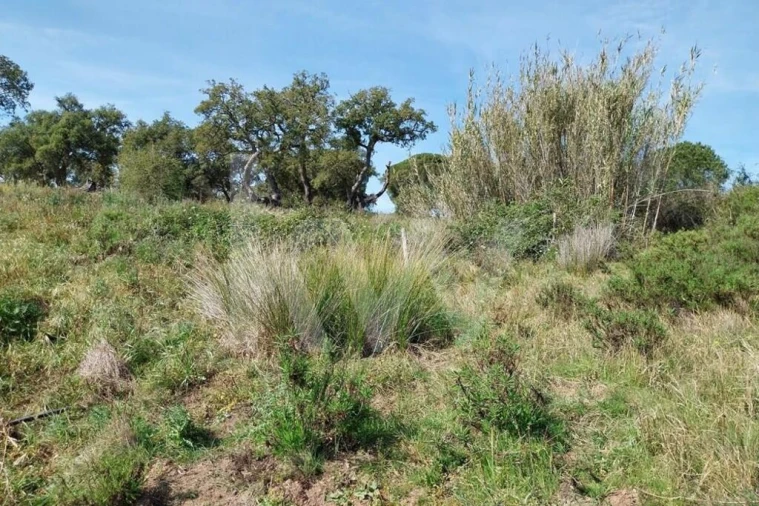 Quinta T3 para Venda em Melides Foto 20