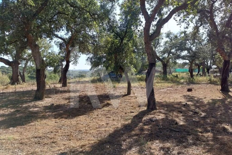 Quinta T3 para Venda em Melides Foto 4