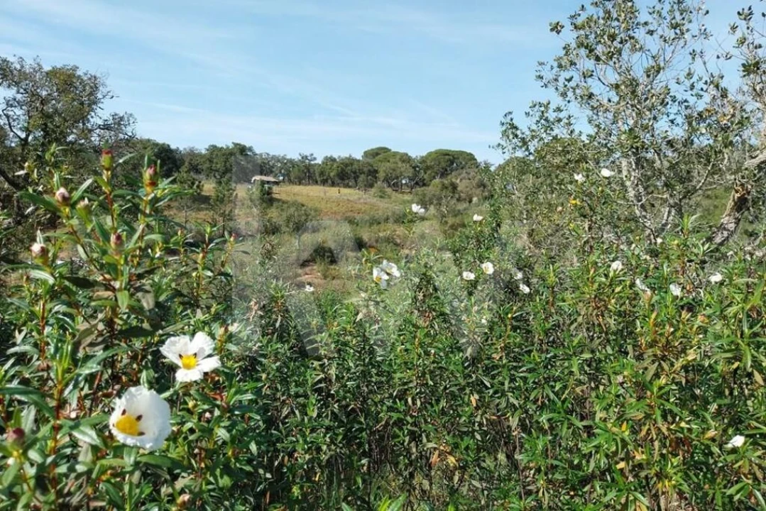Quinta T3 para Venda em Melides Foto 25