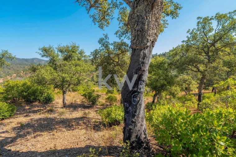 Terreno para Venda em Querença, Tôr e Benafim Foto 25