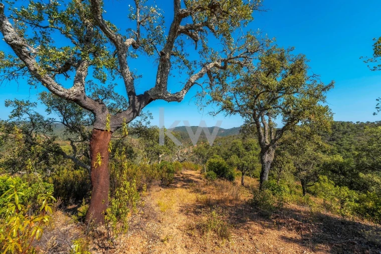Terreno para Venda em Querença, Tôr e Benafim Foto 23