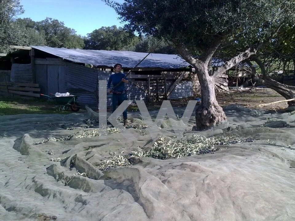 Quinta T16 para Venda em Montargil Foto 15