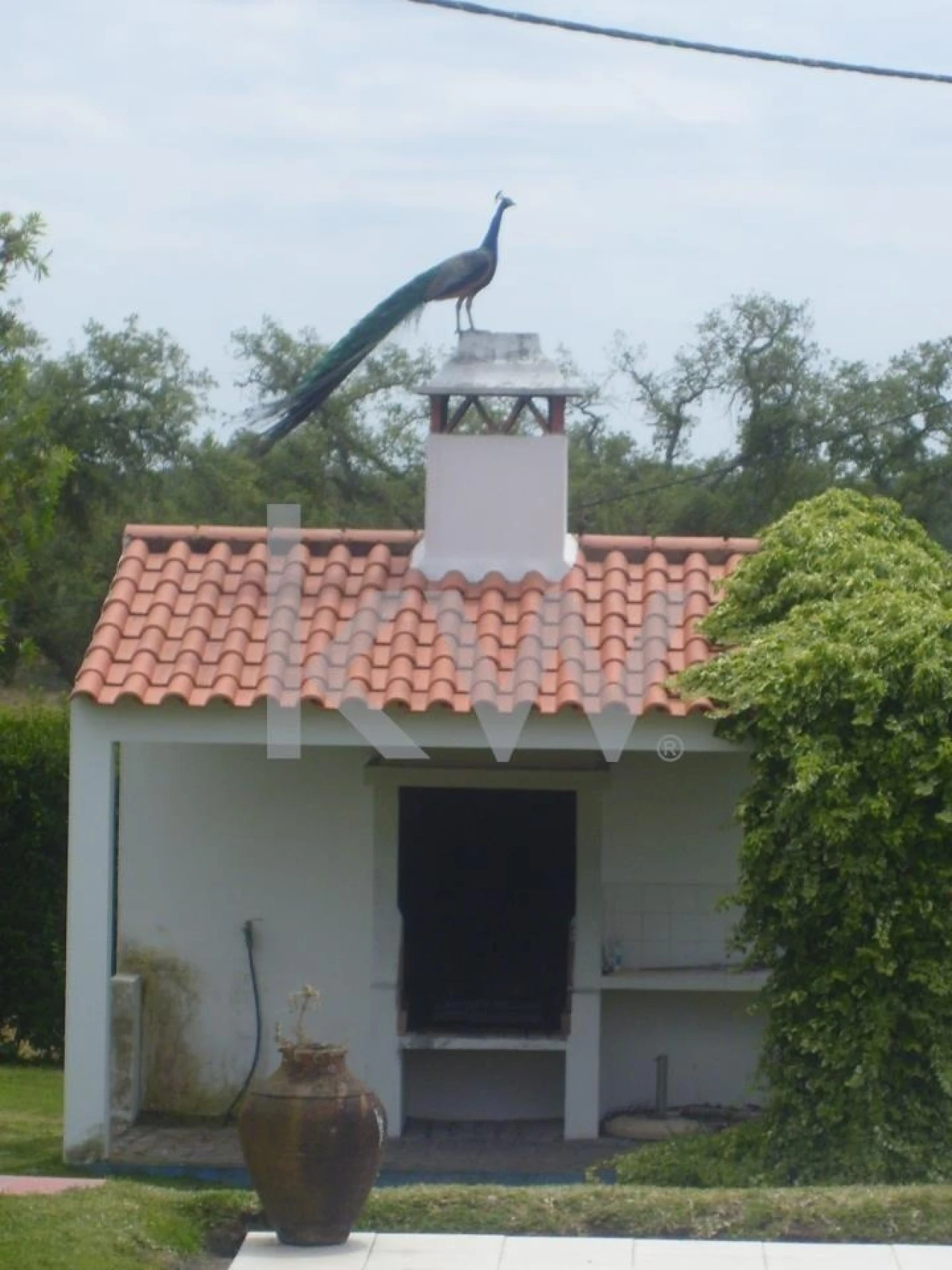 Quinta T16 para Venda em Montargil Foto 7