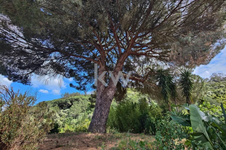 Quinta T5 para Venda em Quinta do Anjo Foto 34