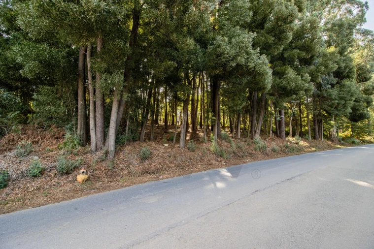 Terreno para Venda em Nogueira da Regedoura Foto 1