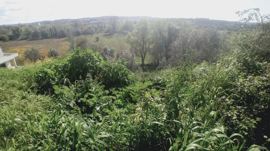 Terreno para Venda em Soure Foto 3