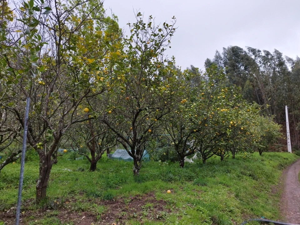 Quinta T3 para Venda em Monchique Foto 27