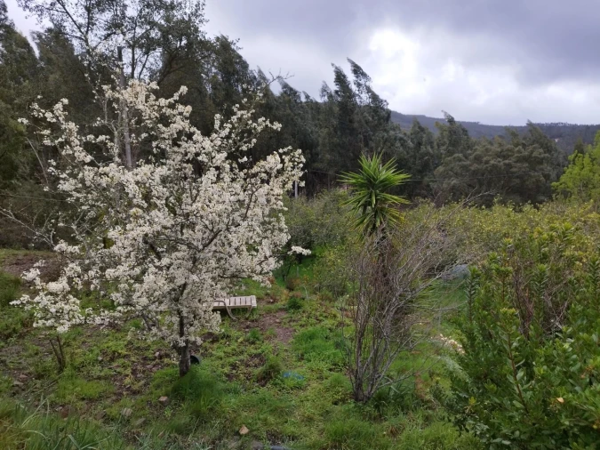 Quinta T3 para Venda em Monchique Foto 26