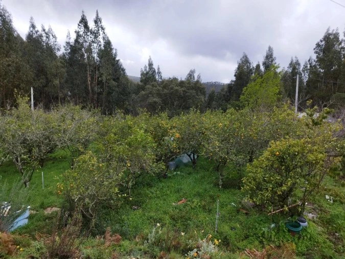 Quinta T3 para Venda em Monchique Foto 28