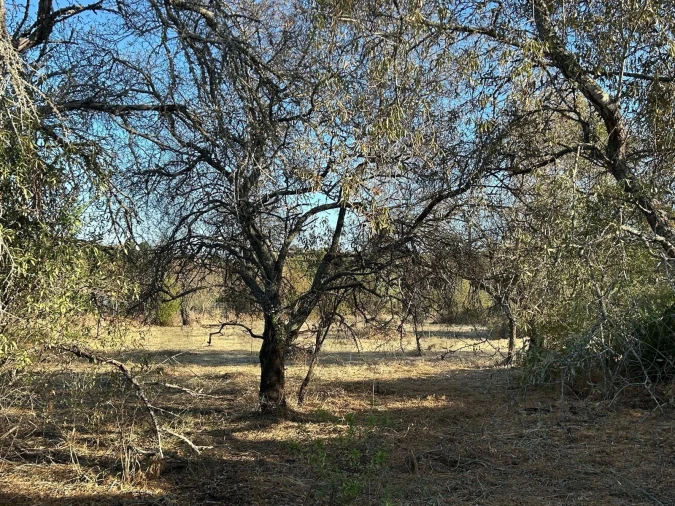 Terreno para Venda em Algoz e Tunes Foto 5