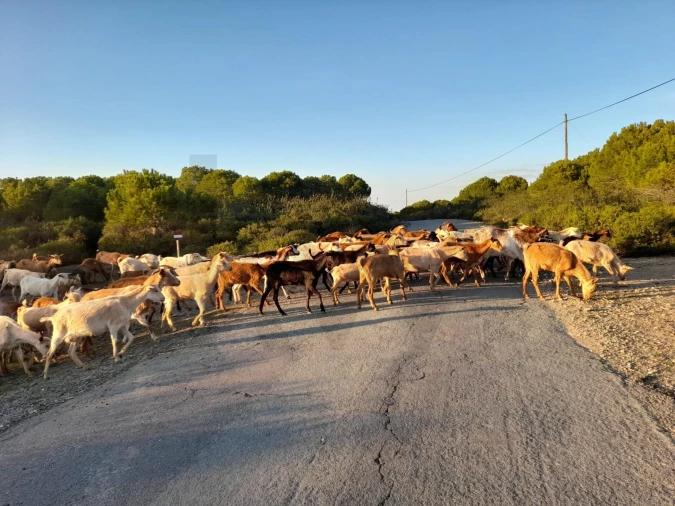 Moradia T2 para Venda em Alcoutim e Pereiro Foto 57