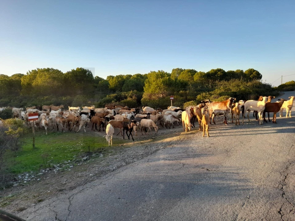 Moradia T2 para Venda em Alcoutim e Pereiro Foto 47