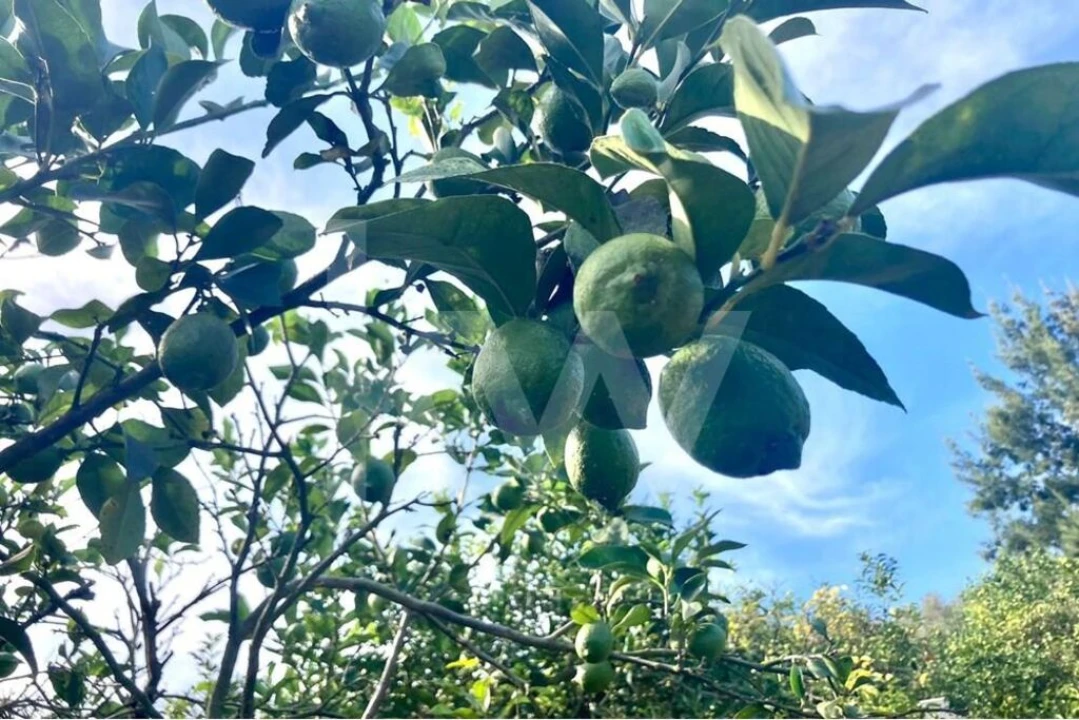 Terreno para Venda em Santo Isidoro Foto 3