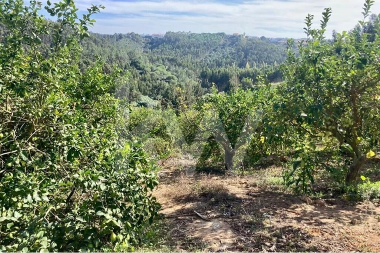 Terreno para Venda em Santo Isidoro Foto 16