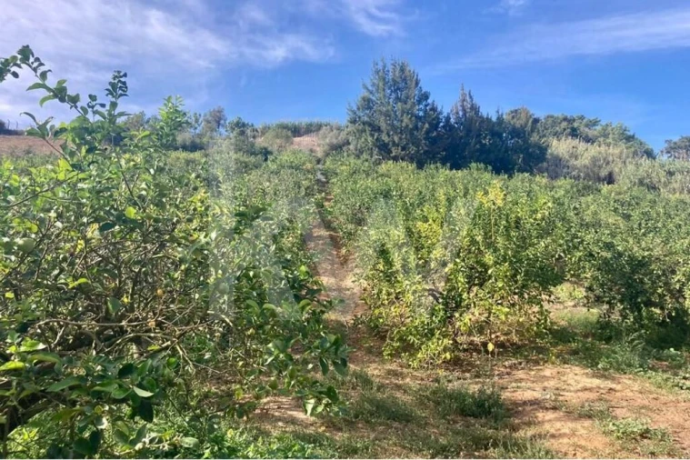 Terreno para Venda em Santo Isidoro Foto 6