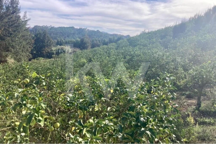 Terreno para Venda em Santo Isidoro Foto 30